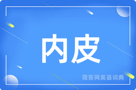 内皮