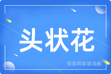头状花用英语怎么说,头状花的英语翻译 头状花