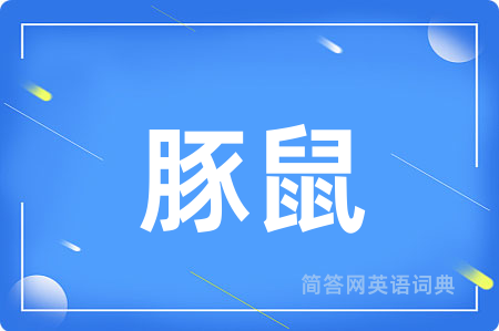 豚鼠