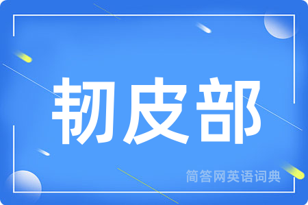 韧皮部