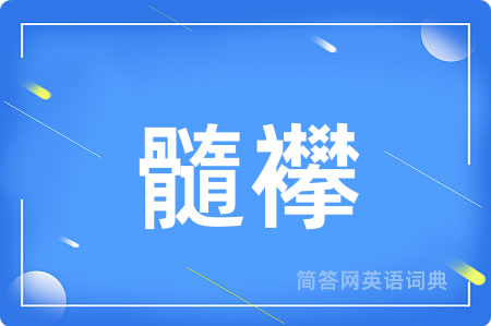 髓襻