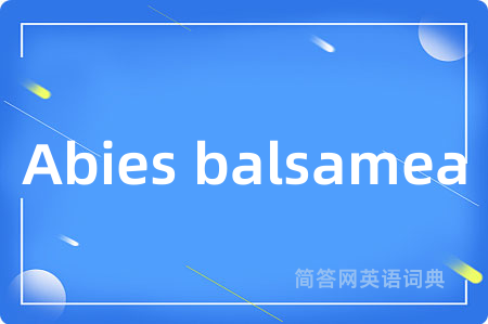Abies balsamea