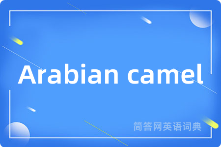 Arabian camel