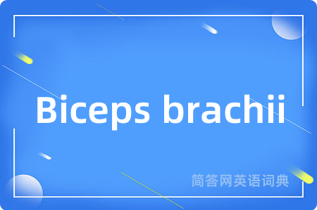Biceps brachii