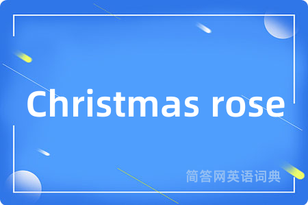 Christmas rose是什么意思,Christmas rose的中文翻译 Christmas rose