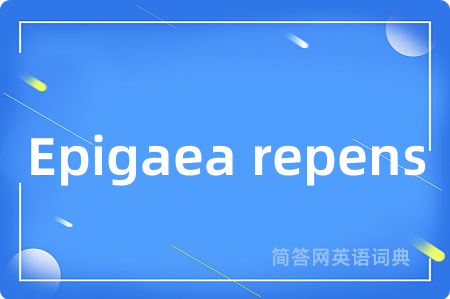 Epigaea repens