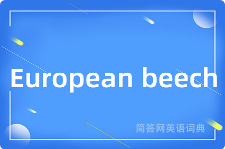 European beech