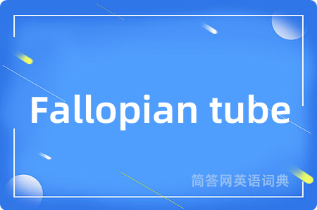 Fallopian tube