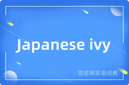 Japanese ivy