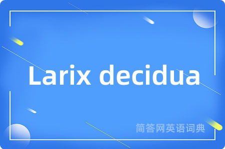 Larix decidua
