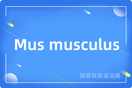 Mus musculus是什么意思,Mus musculus的中文翻译 Mus musculus