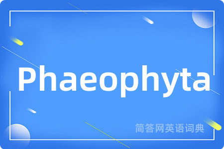 Phaeophyta