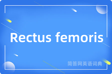 Rectus femoris