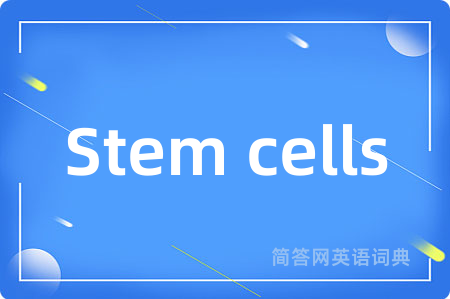 Stem cells是什么意思,Stem cells的中文翻译 Stem cells