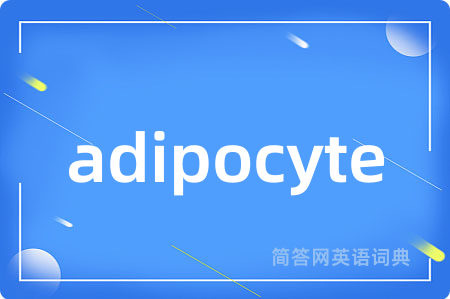 adipocyte是什么意思,adipocyte的中文翻译 adipocyte