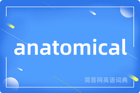 anatomical