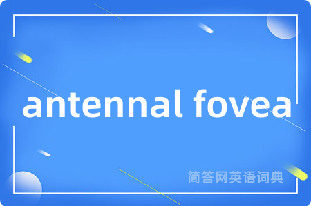 antennal fovea是什么意思,antennal fovea的中文翻译 antennal fovea