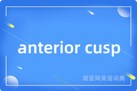 anterior cusp是什么意思,anterior cusp的中文翻译 anterior cusp