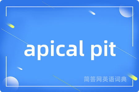 apical pit是什么意思,apical pit的中文翻译 apical pit