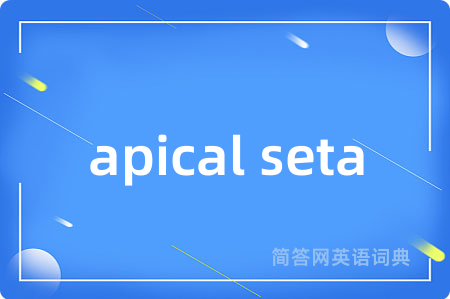 apical seta