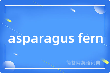 asparagus fern