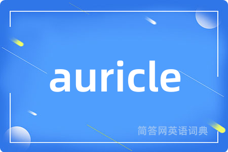 auricle是什么意思,auricle的中文翻译 auricle