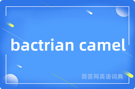 bactrian camel