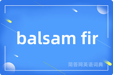 balsam fir