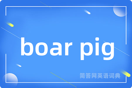 boar pig