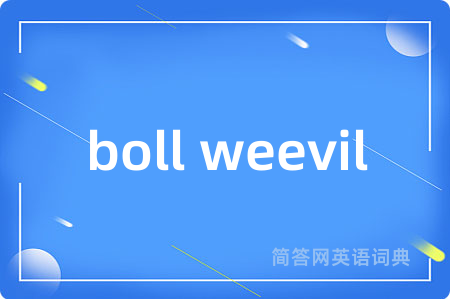 boll weevil