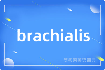brachialis