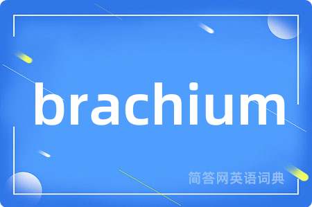 brachium