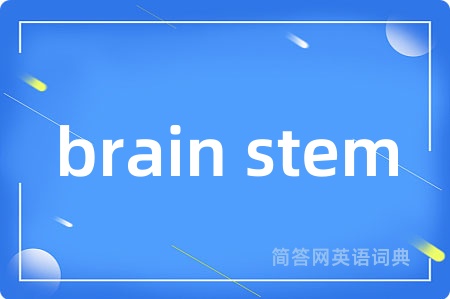 brain stem