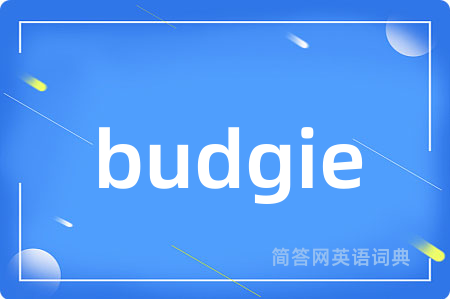 budgie