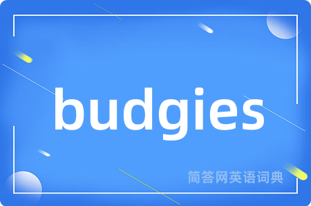 budgies