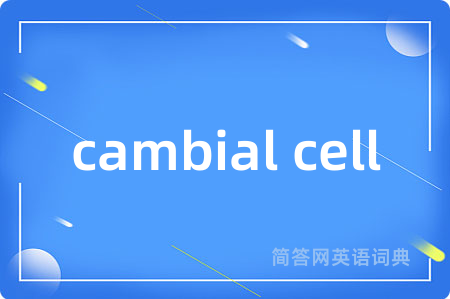 cambial cell