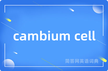 cambium cell是什么意思,cambium cell的中文翻译 cambium cell