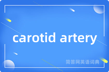 carotid artery是什么意思,carotid artery的中文翻译 carotid artery