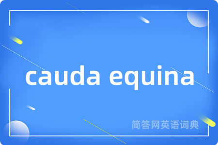 cauda equina