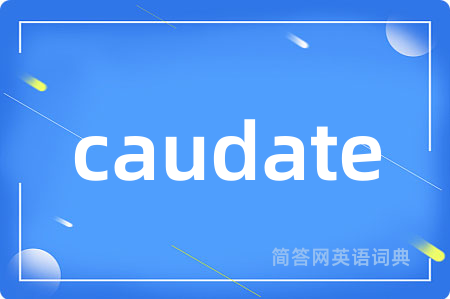 caudate是什么意思,caudate的中文翻译 caudate
