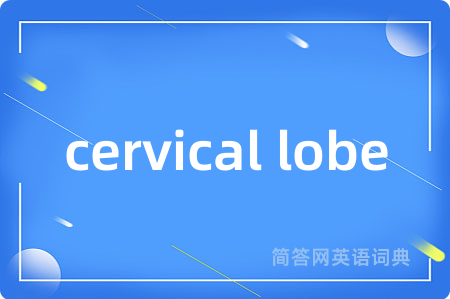 cervical lobe是什么意思,cervical lobe的中文翻译 cervical lobe