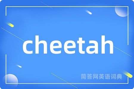cheetah