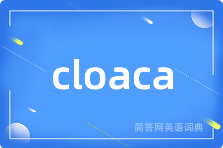 cloaca是什么意思,cloaca的中文翻译 cloaca