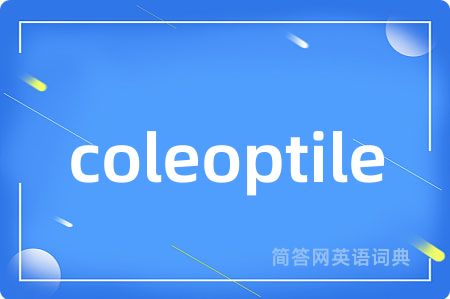 coleoptile