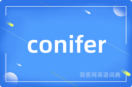conifer