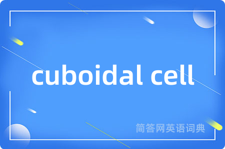 cuboidal cell