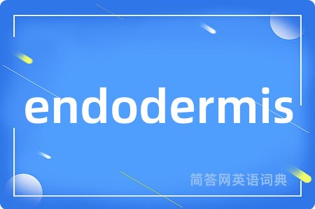 endodermis