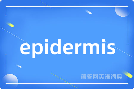 epidermis是什么意思,epidermis的中文翻译 epidermis