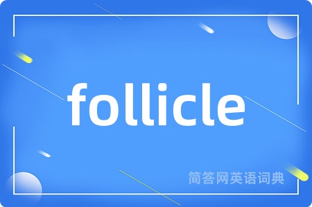 follicle