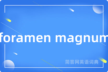 foramen magnum